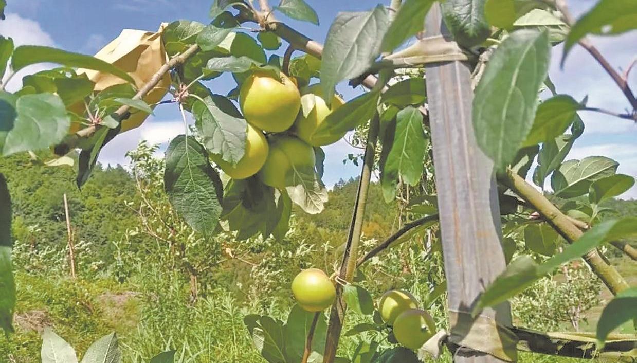 北果南种 德化2000多株苹果树成功挂果