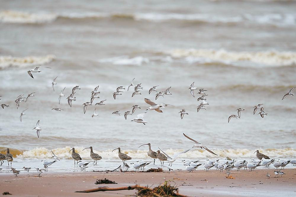 南迁越冬候鸟在闽江河口湿地保护区聚集