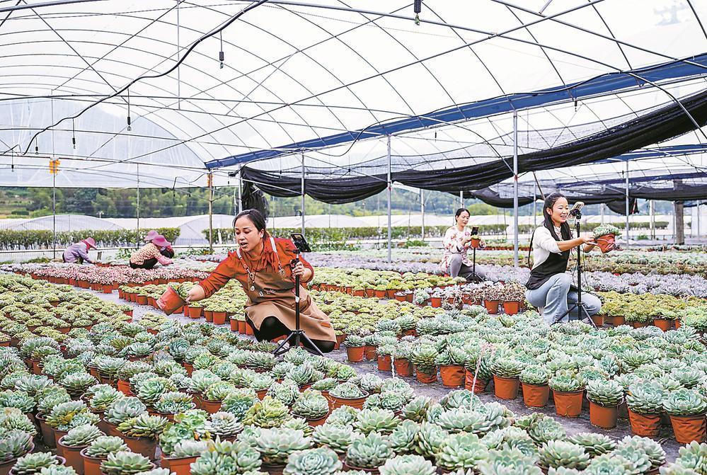 全省最大多肉产业园迎战“双11”