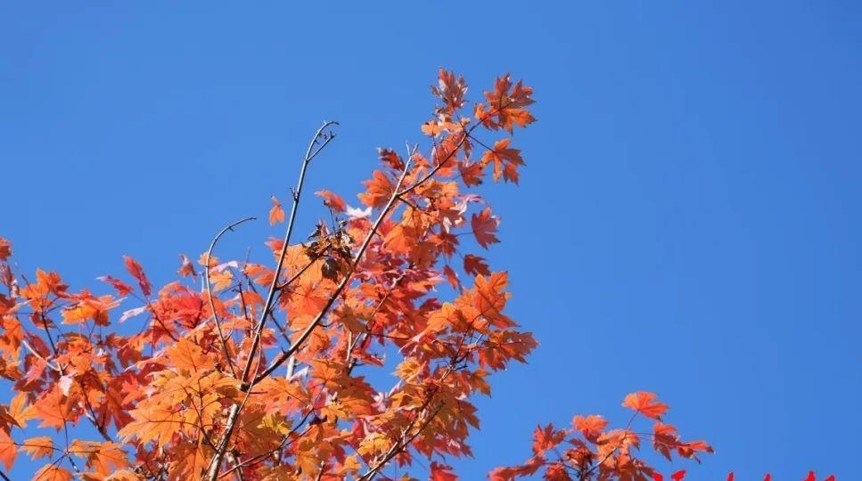 福建这几处宝地，藏着绝美“枫”景