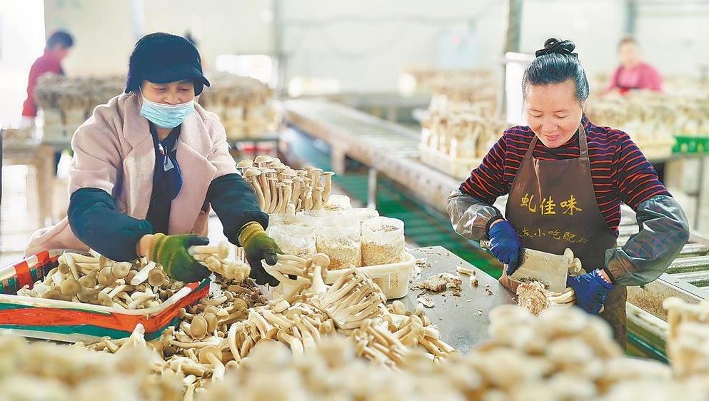 鹿茸菇迎来销售旺季