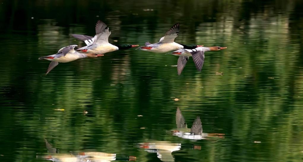 福建：中华秋沙鸭如期而至