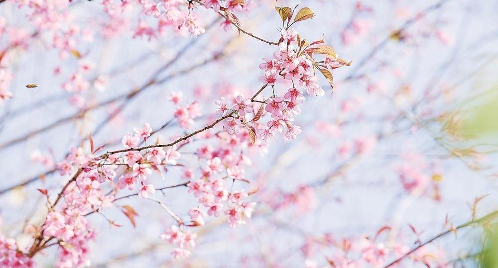 冬樱破寒 灼灼盛放