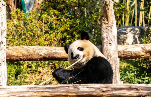 һ�ο�԰ף����Ƶ ��д������è��Ե