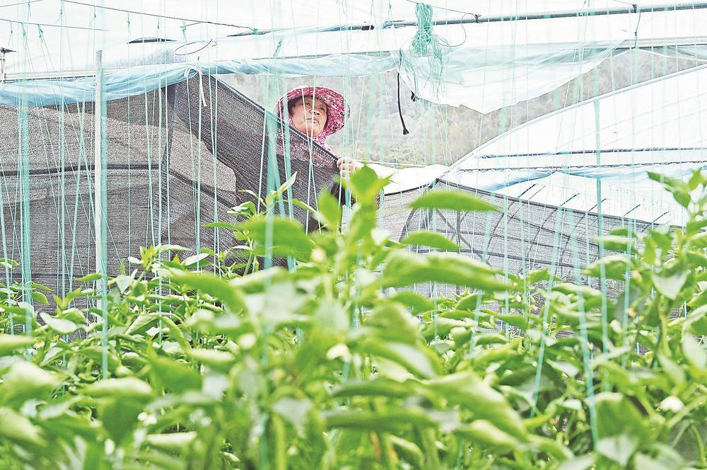 ������ ������