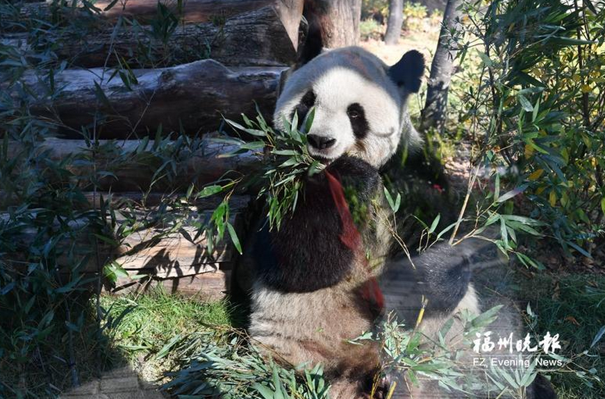 跟随“国宝”“炫”美味，福建这些笋等你来尝！