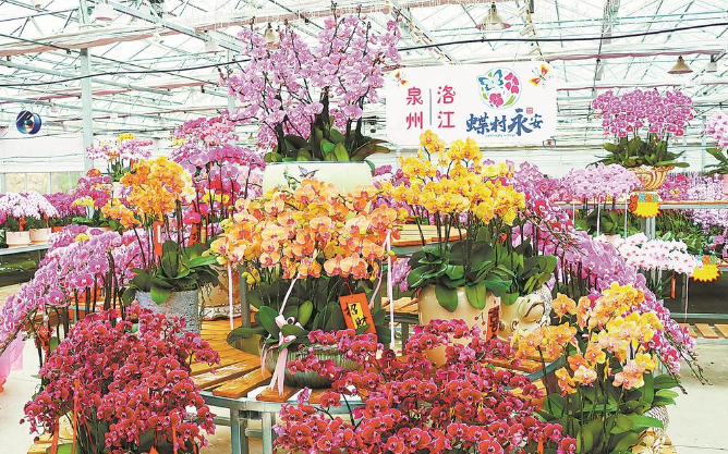 新春走基层丨“蝴蝶”翩跹年宵花市场