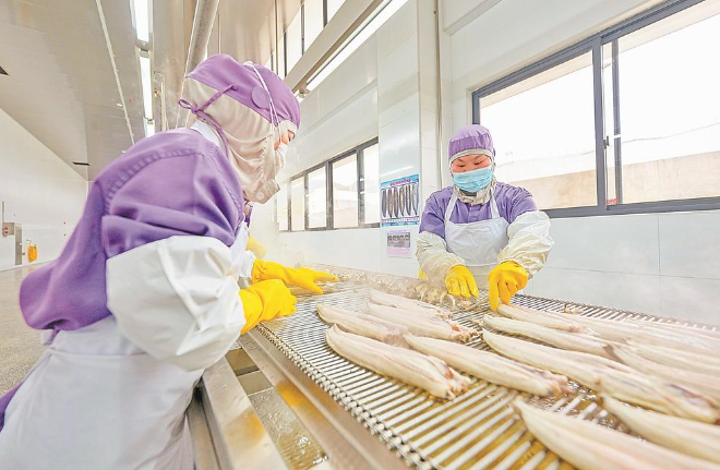 烤鳗生产线有序运转