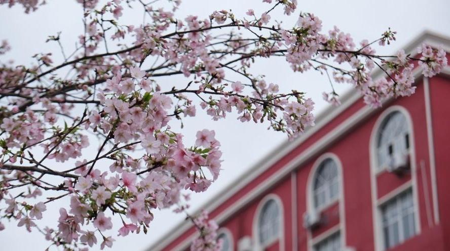 福州金岩路樱花盛放，成市民节后“心理充电”宝地<br>