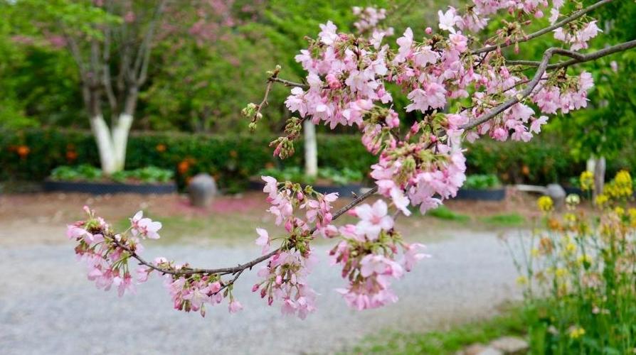 56个樱花新品种！闽台以樱为媒、科技搭桥结硕果——植树节探访福建樱花产业农场