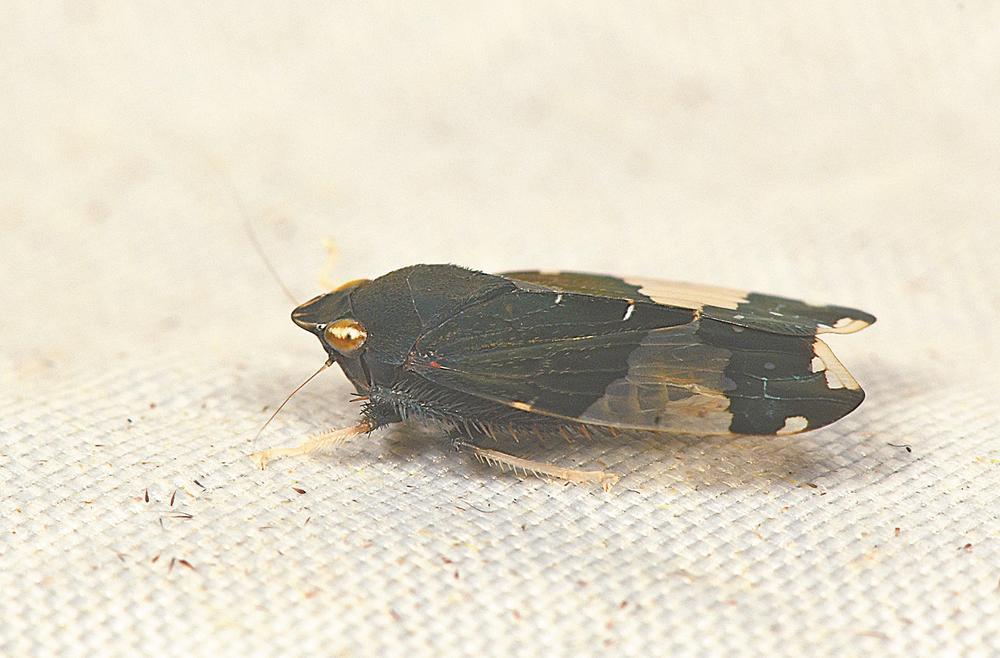 ����ɽ���������¾������� ���鷢��72��ʡ���¼�¼��