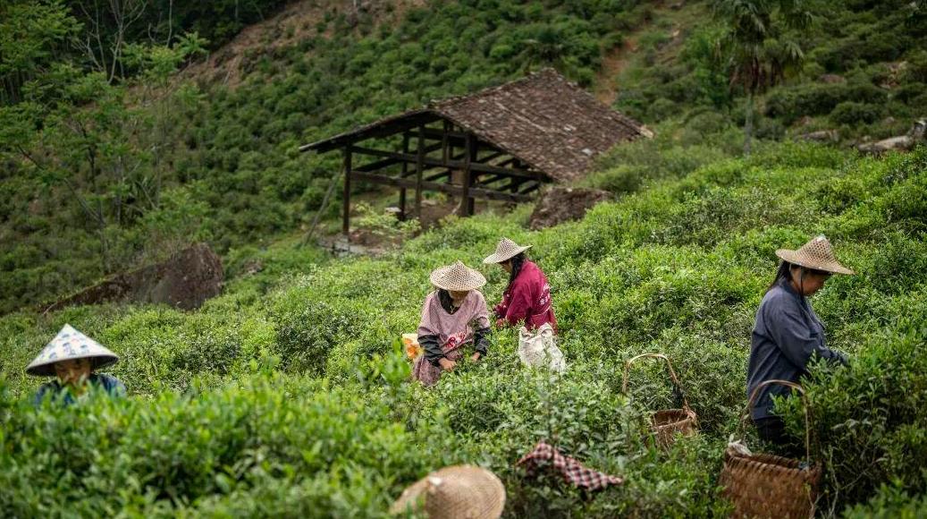 �����ǻ�حһƬ����ɽҶ�ӣ����ǹ���ó�ס����ƽ�