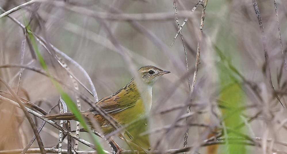 ����ʡ�״μ�¼���߱���βݺ