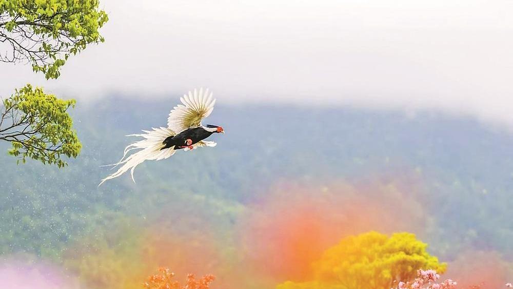 ���������ӡ����Ѷž黨����