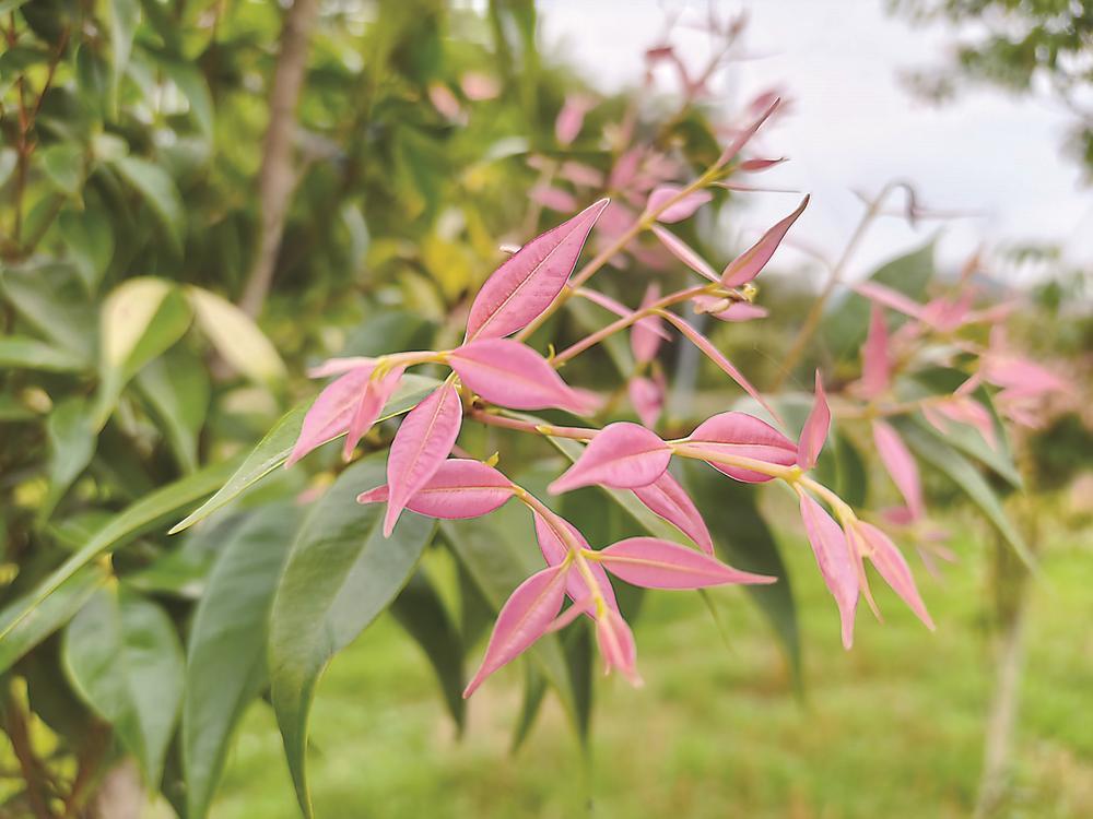 ��ֲ�����è��Ұ������