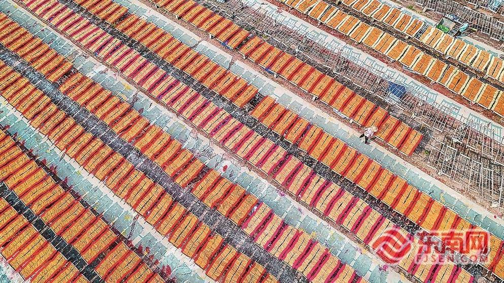 “中国香都”福建永春：晒香忙