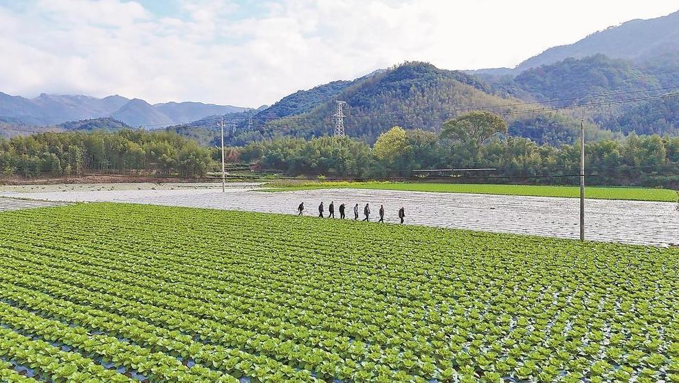 南平：好山好水种好味