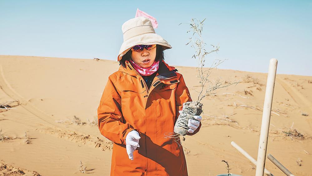 ��ɳĮ���Ͼ�����������