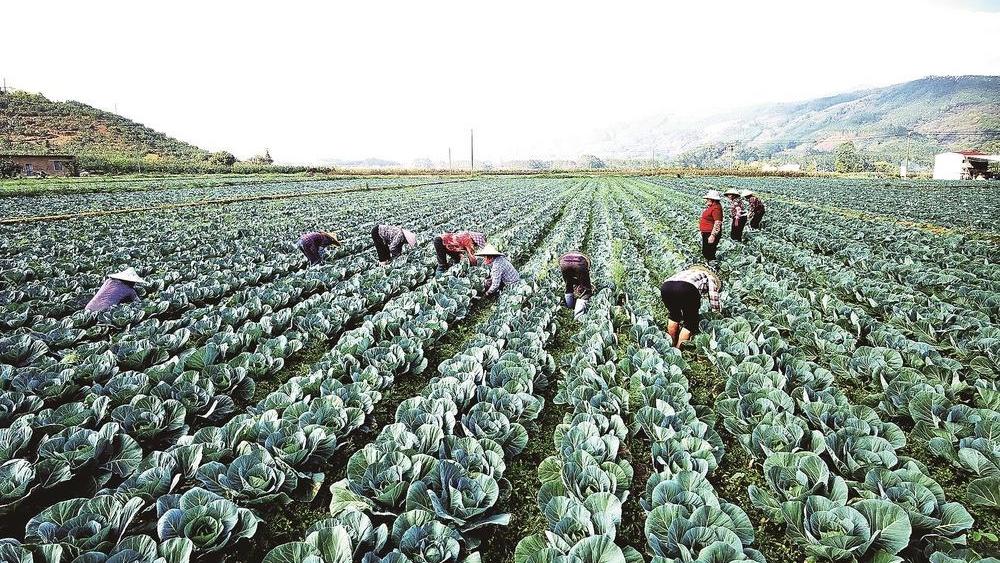 昔日“一果独大” 今朝绿意千重