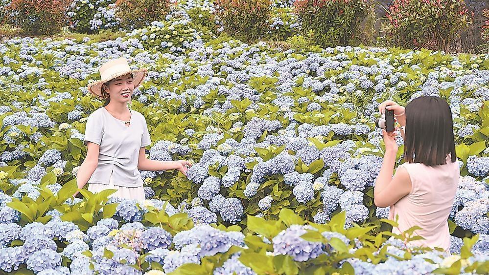 闽侯：绣球花迎来盛花期
