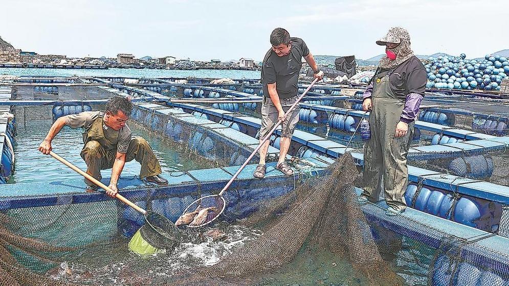 休渔不“休鱼” 海鲜不断档