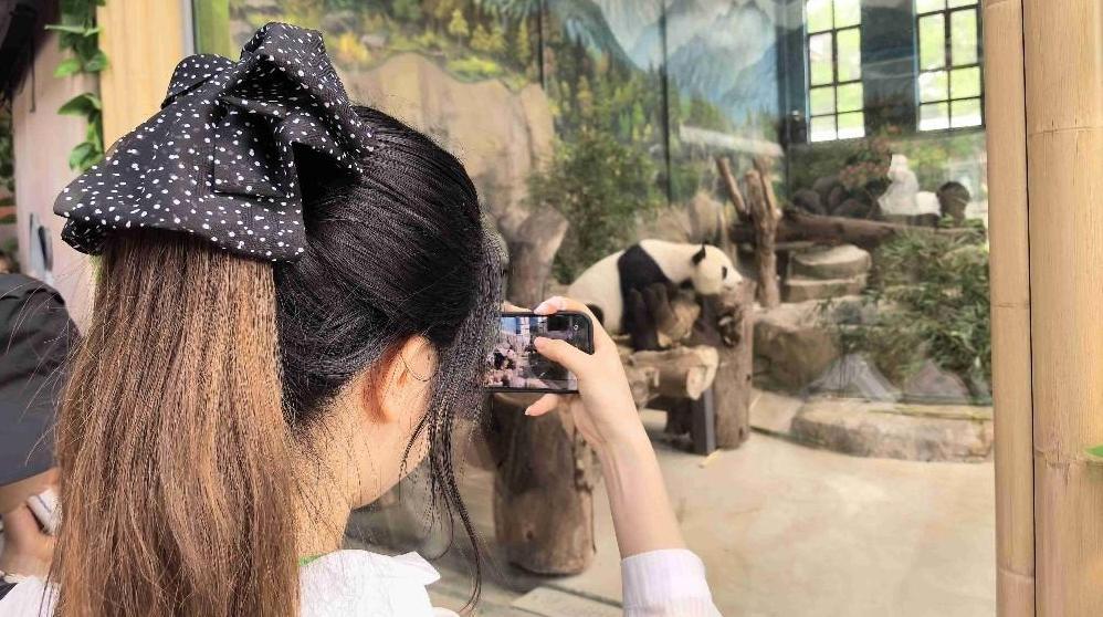 两岸青年齐聚福州熊猫世界 开启科创文化交流之旅<br>