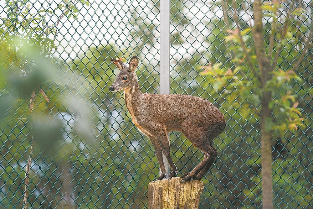 林麝养殖如何造富山村