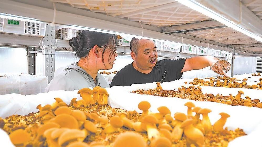 见手青在连城实现智能化种植