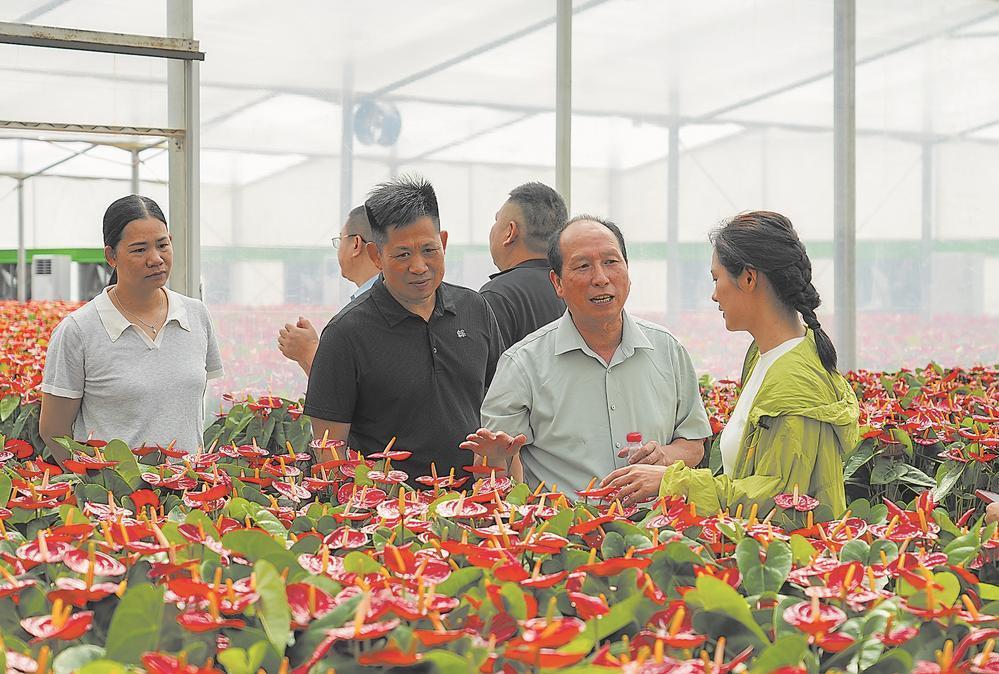 广龙协作 又迎花开