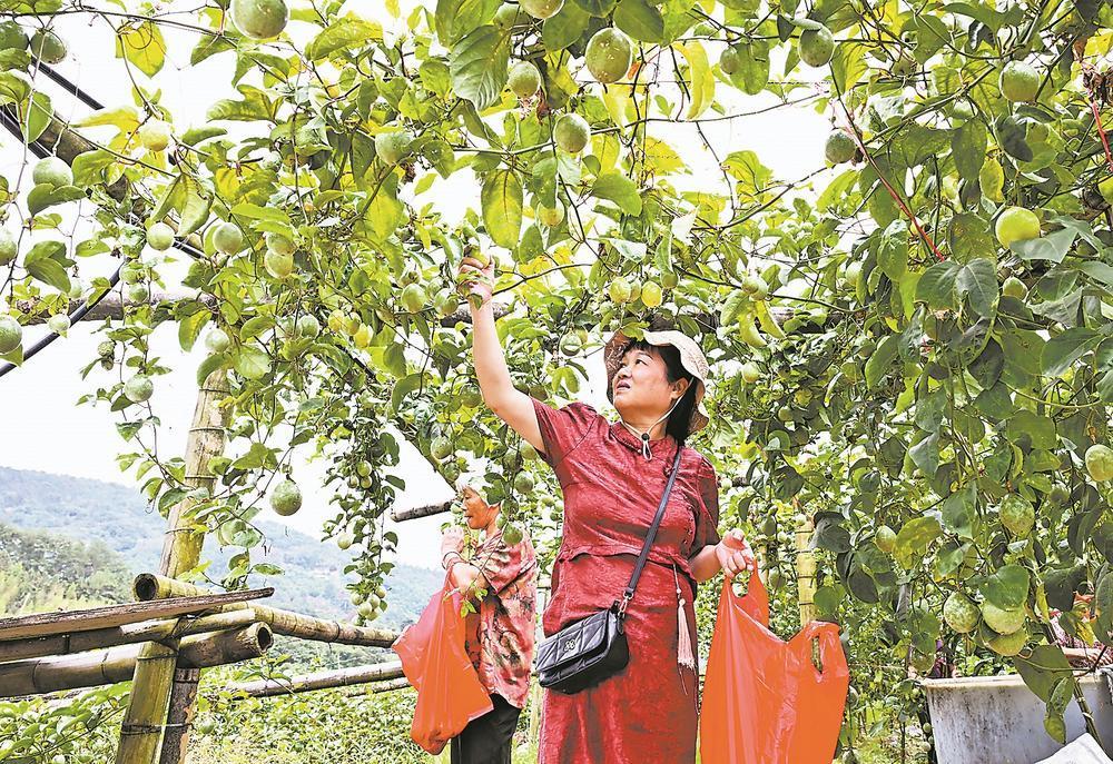丰收福建：百香果种植基地吸引游客前来体验