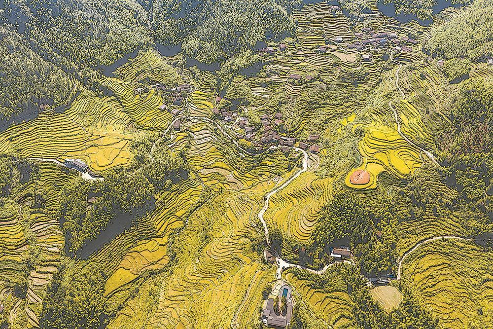 山坳梯田 金秋稻熟