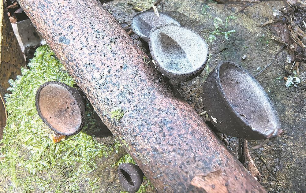 天宝岩发现大型真菌新物种“海氏暗盘菌”