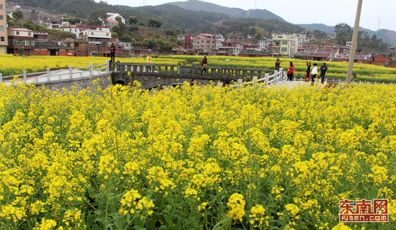 泉州虹山百亩油菜花艳丽绽放引游客观赏