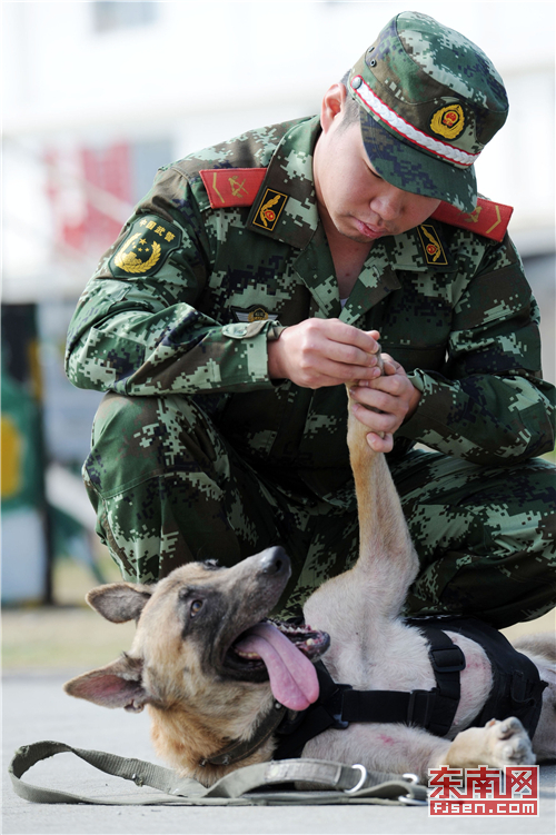 福建武警總隊警犬班裡一場無言的告別