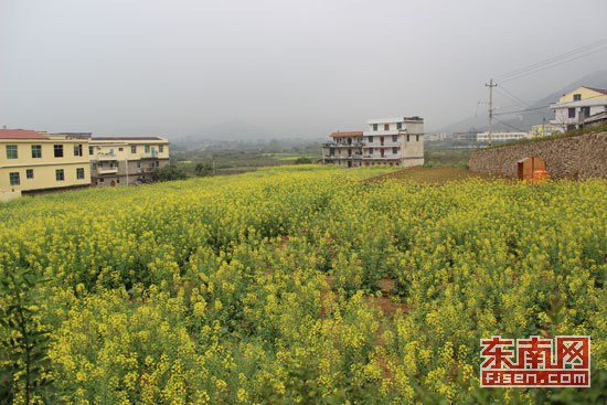 莆田城厢区华亭镇涧口村拆违土地复耕复绿