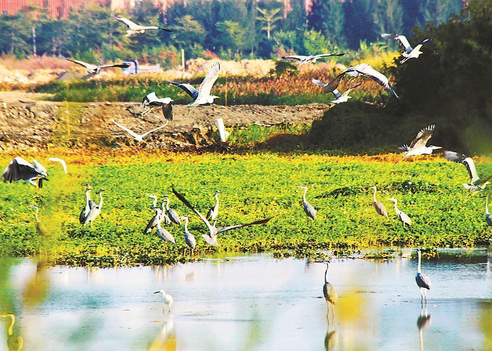 好生态引来候鸟栖