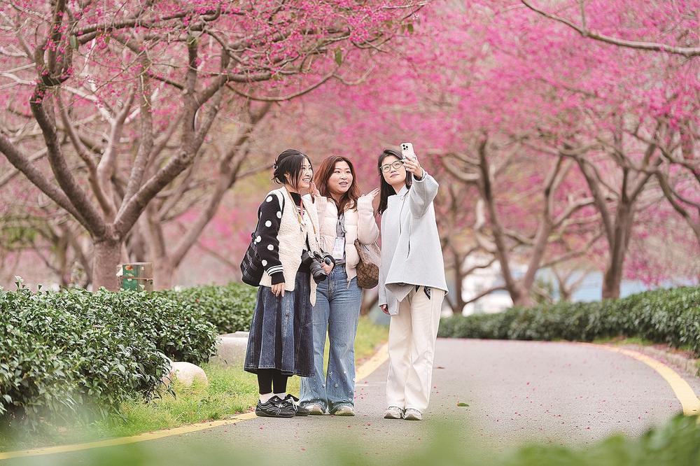 漳平：樱茶相逢乐融融