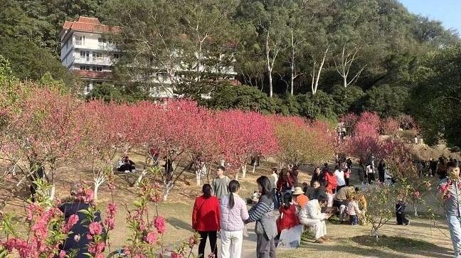 周末福州晴好春意浓  森林公园桃花盛放引游人踏青