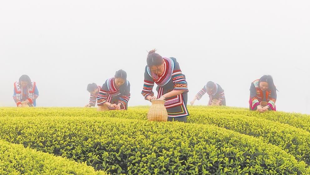 连江县长龙茶山春茶正式开采