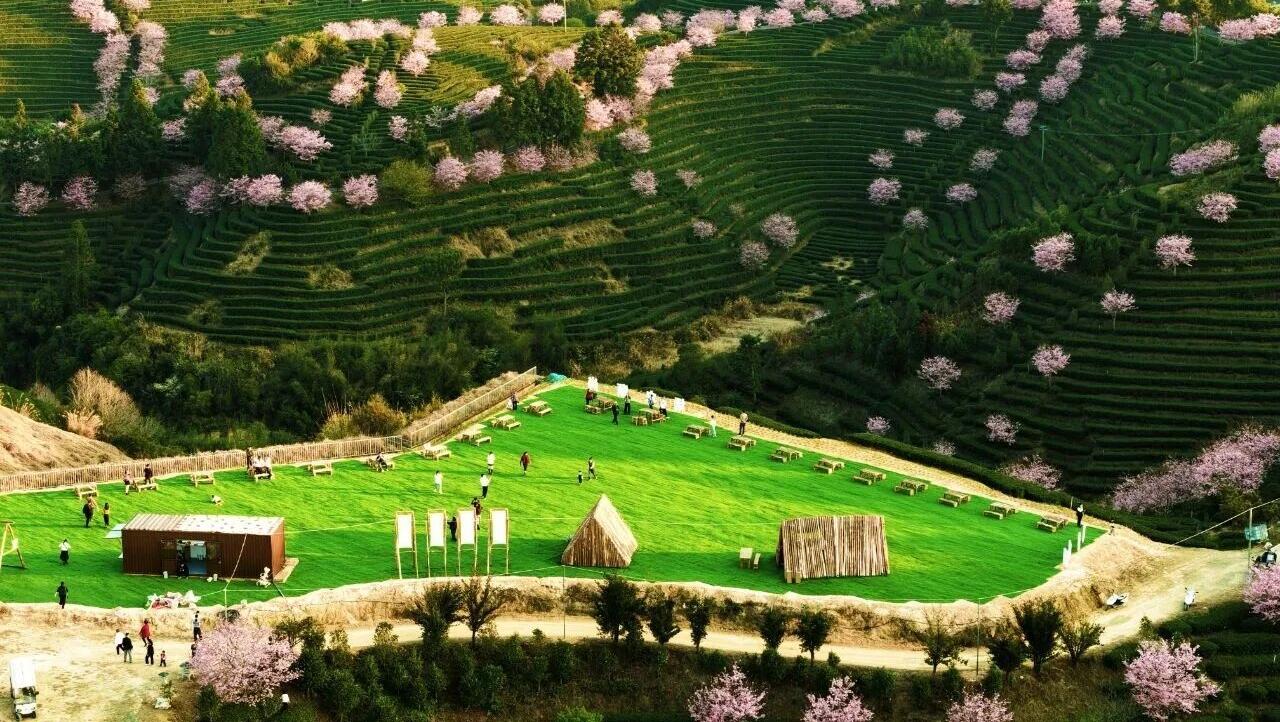 春天的回响②丨好茶藏武夷，一口知春意