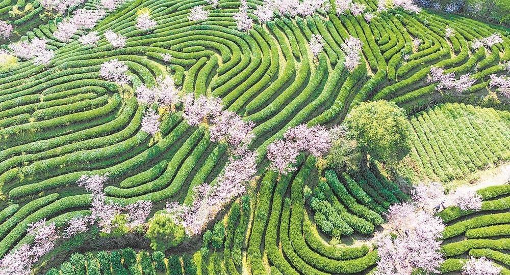 春天的回响 | 一片叶，茶香飘四海